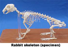 Mô hình hệ xương thỏ